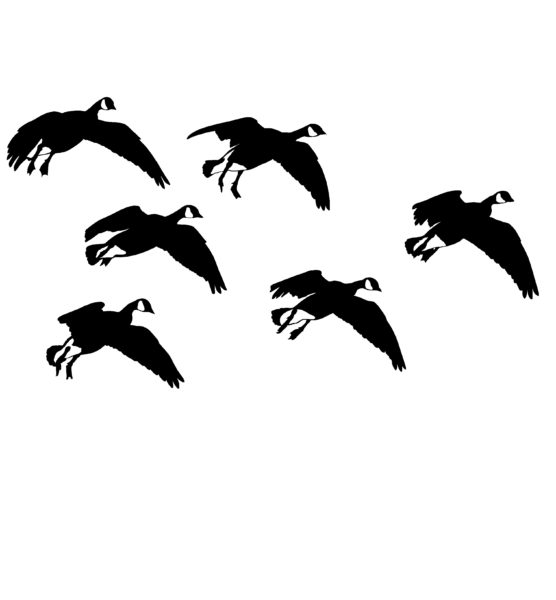 Canada Geese Bird Feet Down Hunting Decal Sticker Waterfowl