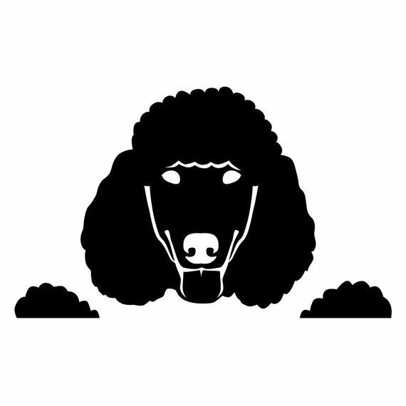 Peeking standard Poodle vinyl decal window sticker